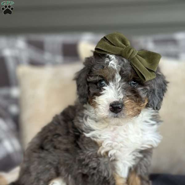 Pepper, Mini Bernedoodle Puppy